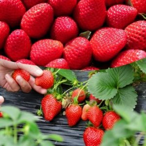 Caja de fresa de 5 kilo