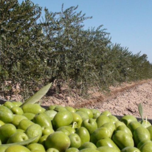 aceitesdeolivalavictoria (4) Aceite virgen extra de 1Litro