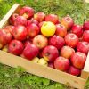 1 kilo de manzanas